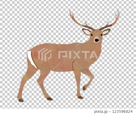 北海道鹿的手繪插圖 123596824