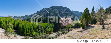 パノラマ風景　毎床大桜（まいとこおおざくら）樹齢三百年　杉林の中に一本だけ咲いた山桜(人吉・球磨) 123596902