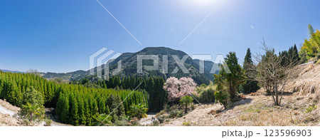 パノラマ風景 毎床大桜(まいとこおおざくら)樹齢三百年 杉林の中に一本だけ咲いた山桜(人吉・球磨) パノラマ風景 毎床大桜(まいとこおおざくら)樹齢三百年 杉林の中に一本だけ咲いた山桜(人吉・球磨) 123596903