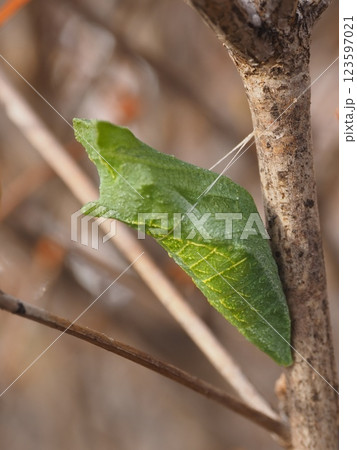 ドウダンツツジで越冬するアゲハチョウのサナギ（横から）20250216152815 123597021