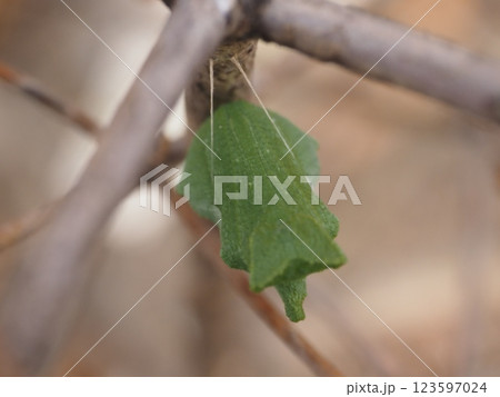 ドウダンツツジで越冬するアゲハチョウのサナギ（上から）20250216152722 123597024