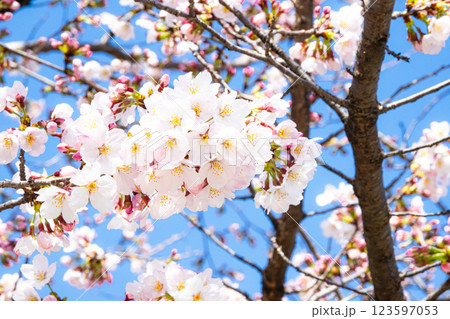 穏やかな春に咲く桜の花イメージ 123597053