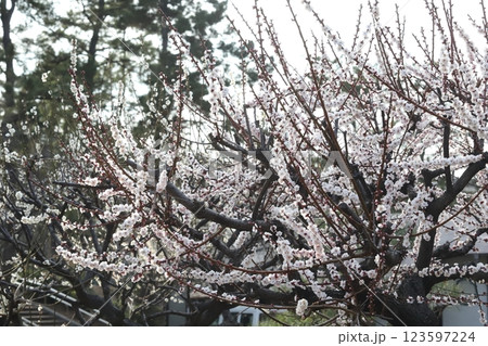横浜三渓園の梅の花 横浜三渓園の梅の花 123597224