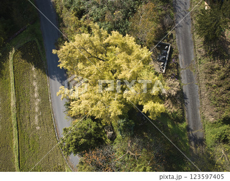 下北尾のオハツキイチョウ　長野県小川村（ドローンによる空撮）　 123597405