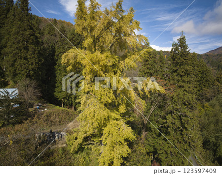 下北尾のオハツキイチョウ　長野県小川村（ドローンによる空撮）　 123597409