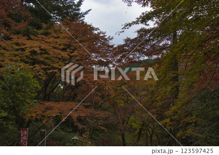 秩父御岳神社・東郷公園　美しいもみじ　埼玉県飯能市 123597425