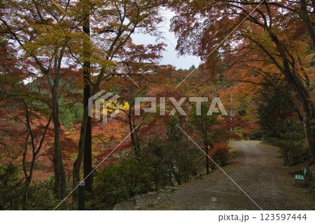 秩父御岳神社・東郷公園　参道の美しいもみじ　埼玉県飯能市 123597444