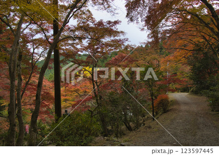 秩父御岳神社・東郷公園　参道の美しいもみじ　埼玉県飯能市 123597445