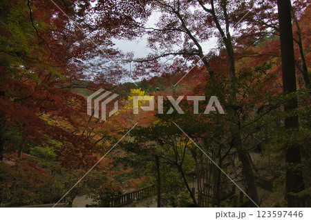 秩父御岳神社・東郷公園　参道の美しいもみじ　埼玉県飯能市 123597446