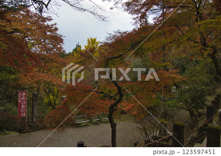 秩父御岳神社・東郷公園　参道の美しいもみじ　埼玉県飯能市 123597451