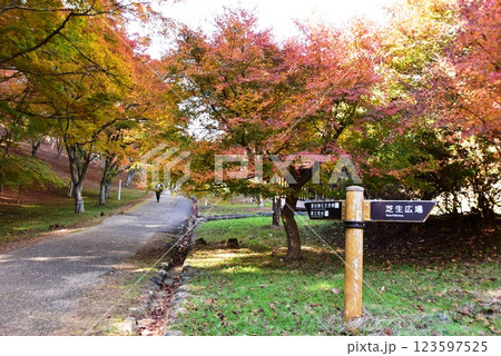 伊豆市 修善寺自然公園もみじ林の紅葉もみじと散策路と道しるべ 伊豆市 修善寺自然公園もみじ林の紅葉もみじと散策路と道しるべ 123597525