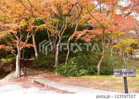 伊豆市　修善寺自然公園もみじ林の紅葉もみじと散策路 123597527