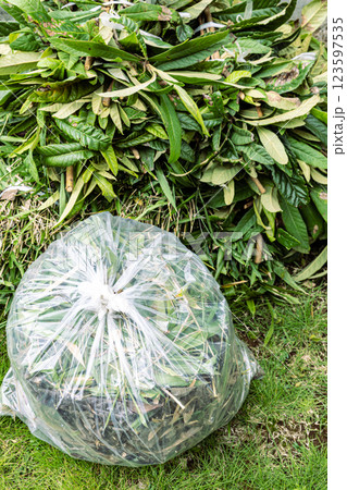 植物の処分方法　縦 123597535