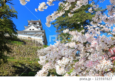 【高知県】快晴の高知城と満開の桜 123597827