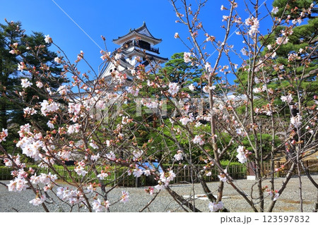 【高知県】快晴の高知城と満開の桜 123597832