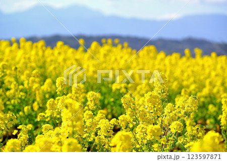 吾妻山の高台に咲く満開の黄色い菜の花 123597871