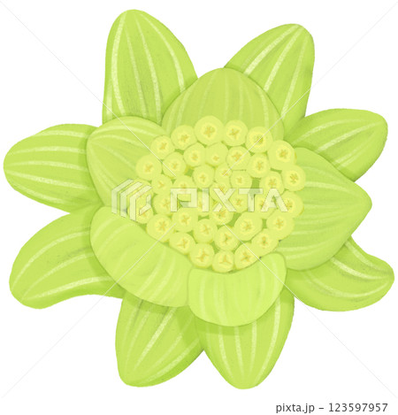 早春に芽を出し、蕾が開いた蕗のとうのイラスト素材 早春に芽を出し、蕾が開いた蕗のとうのイラスト素材 123597957