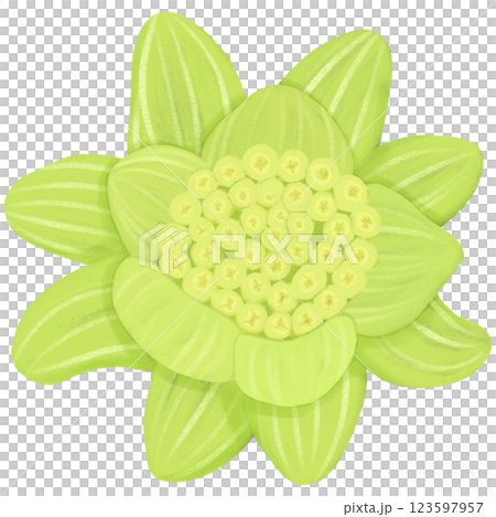 早春に芽を出し、蕾が開いた蕗のとうのイラスト素材 早春に芽を出し、蕾が開いた蕗のとうのイラスト素材 123597957