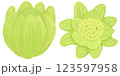 早春に芽を出す蕗のとうのイラスト素材セット 123597958
