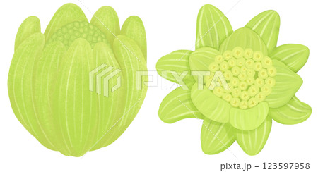 早春に芽を出す蕗のとうのイラスト素材セット 123597958