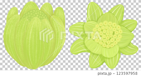 早春に芽を出す蕗のとうのイラスト素材セット 123597958