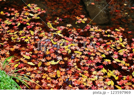 金剛輪寺 123597969