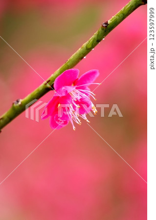 美しいピンクの梅の花 123597999