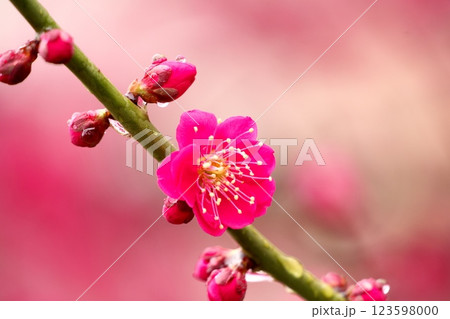 赤い梅の花 123598000
