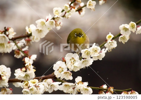 梅の花と雨滴とメジロ 梅の花と雨滴とメジロ 123598005