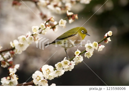 梅の花の蜜を吸うメジロ 梅の花の蜜を吸うメジロ 123598006