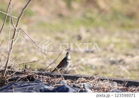 畑で餌を探しているツグミ 123598071
