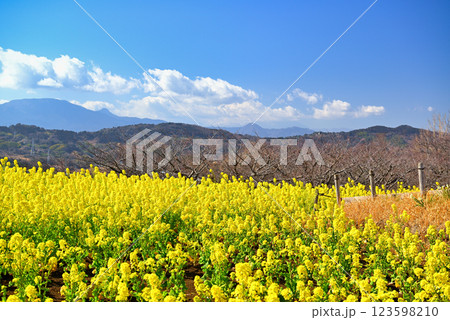 吾妻山の高台に咲く満開の黄色い菜の花 123598210