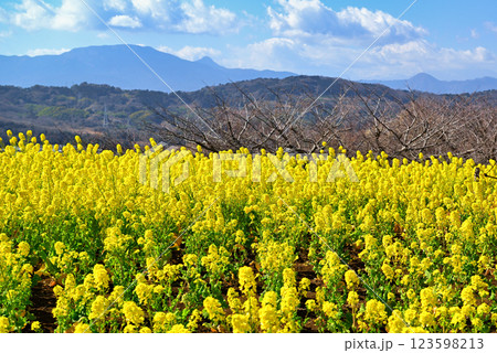 吾妻山の高台に咲く満開の黄色い菜の花 123598213