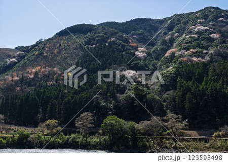 うららかな春日和光芒を浴びている山桜風景 (人吉・球磨村) うららかな春日和光芒を浴びている山桜風景 (人吉・球磨村) 123598498