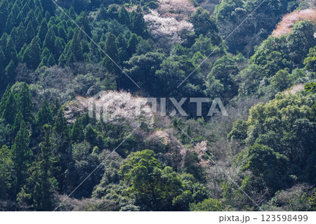 うららかな春日和光芒を浴びている山桜風景 (人吉・球磨村) うららかな春日和光芒を浴びている山桜風景 (人吉・球磨村) 123598499