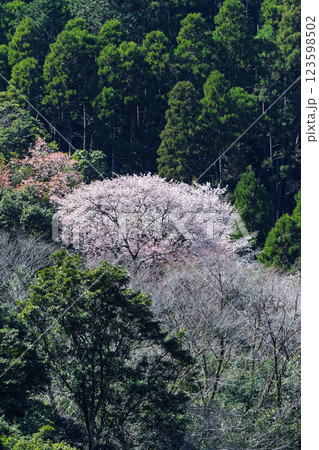 うららかな春日和光芒を浴びている山桜風景　(人吉・球磨村) 123598502