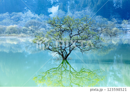 雪解け水で満水となったダム湖に出現する「白川湖の水没林」(山形県飯豊町、4月下旬早朝) 123598521