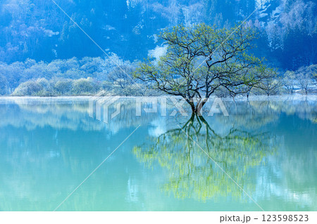 雪解け水で満水となったダム湖に出現する「白川湖の水没林」(山形県飯豊町、4月下旬早朝) 雪解け水で満水となったダム湖に出現する「白川湖の水没林」(山形県飯豊町、4月下旬早朝) 123598523