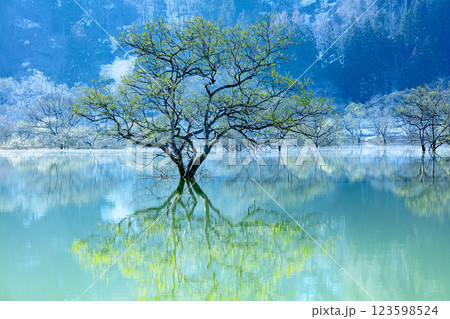 雪解け水で満水となったダム湖に出現する「白川湖の水没林」(山形県飯豊町、4月下旬早朝) 123598524
