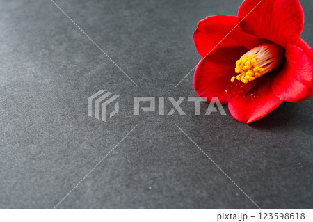 赤い椿の花 コピースペースあり 赤い椿の花 コピースペースあり 123598618