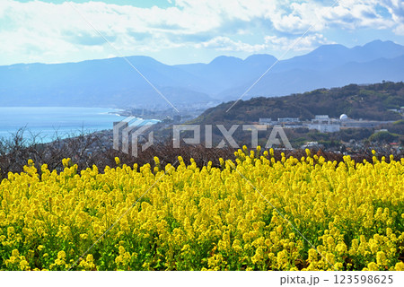 吾妻山公園の高台から見る相模湾と菜の花畑の風景 123598625