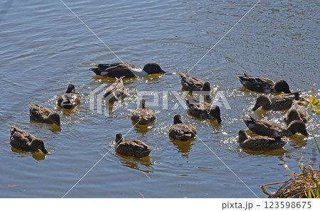 KAMOグループ KAMOグループ 123598675