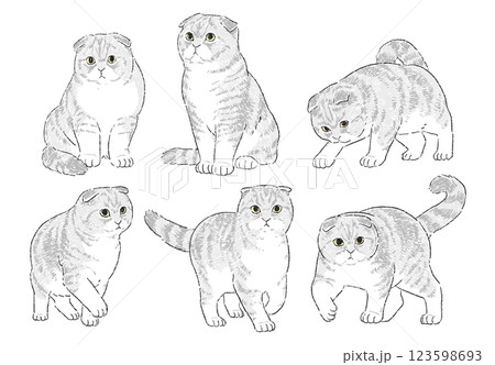 様々なポーズのスコティッシュフォールドの手書きイラストセット 123598693