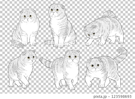 Hand-drawn illustration set of Scottish Fold in various poses 123598693