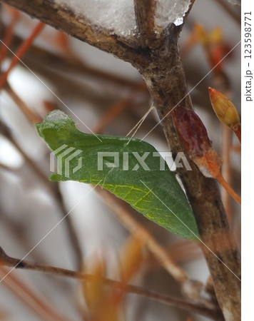 雪を被りながら越冬する蝶の蛹(横から)20250305074915 雪を被りながら越冬する蝶の蛹(横から)20250305074915 123598771