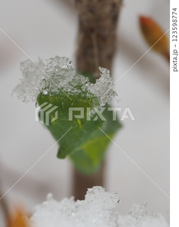 雪を被りながら越冬する蝶の蛹(上から)20250305071059 雪を被りながら越冬する蝶の蛹(上から)20250305071059 123598774