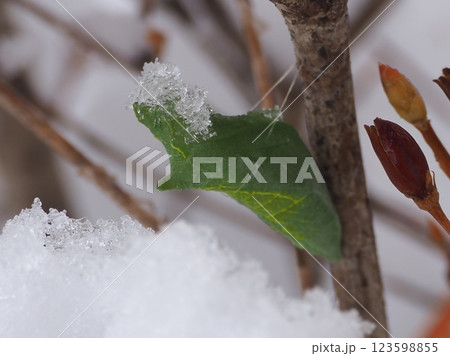 雪を被りながら越冬する蝶の蛹(横から)20250305070940 雪を被りながら越冬する蝶の蛹(横から)20250305070940 123598855
