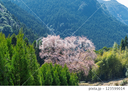 春日和に映える毎床大桜(まいとこおおざくら)樹齢三百年 杉林の中に一本だけ咲いた山桜(人吉・球磨) 春日和に映える毎床大桜(まいとこおおざくら)樹齢三百年 杉林の中に一本だけ咲いた山桜(人吉・球磨) 123599014