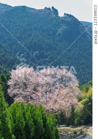 春日和に映える毎床大桜（まいとこおおざくら）樹齢三百年　杉林の中に一本だけ咲いた山桜(人吉・球磨) 123599015
