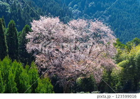 春日和に映える毎床大桜（まいとこおおざくら）樹齢三百年　杉林の中に一本だけ咲いた山桜(人吉・球磨) 123599016